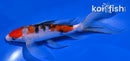 7" SANKE BUTTERFLY