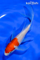 5.5" KOHAKU BUTTERFLY
