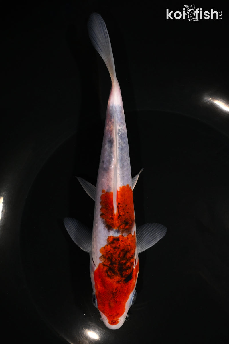 7" GOROMO