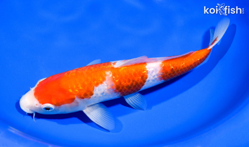 9.5" GINRIN NIDAN KOHAKU