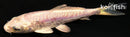 4.25" DOITSU PLATINUM OGON