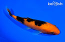 6" ORENJI BEKKO