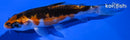 4.5" BENI KIKOKURYU