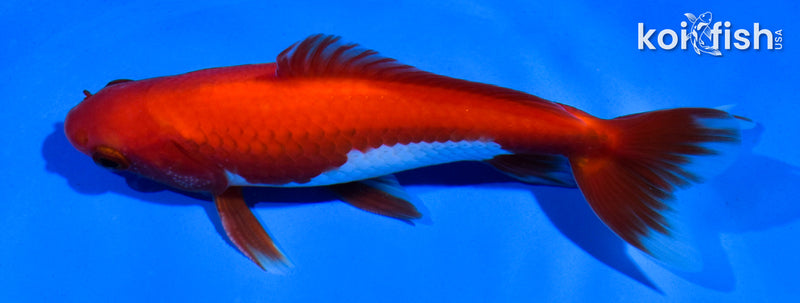 4.5" WAKIN GOLDFISH