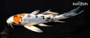 7" HEISEI NISHIKI BUTTERFLY