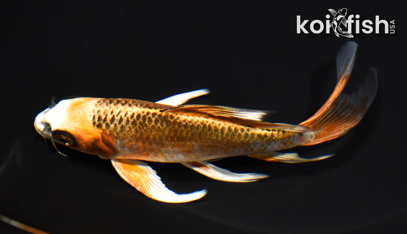 5.75" KUJAKU BUTTERFLY