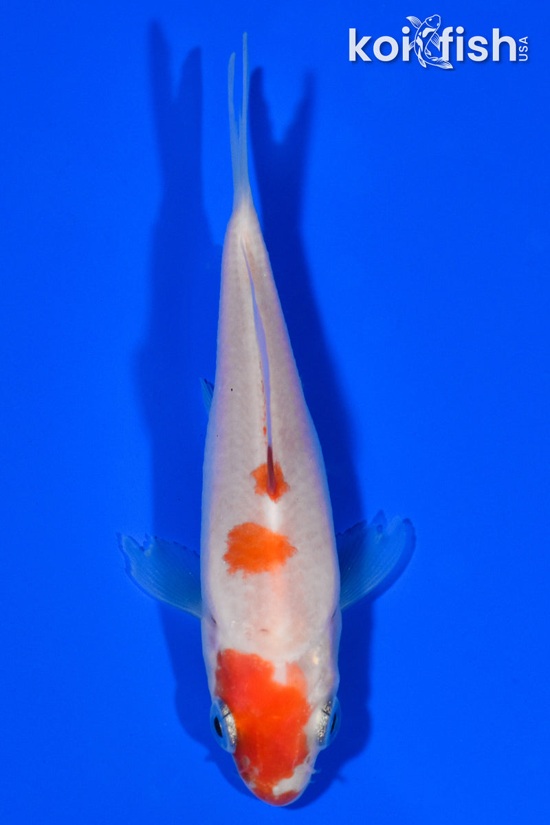 3.5" KOHAKU