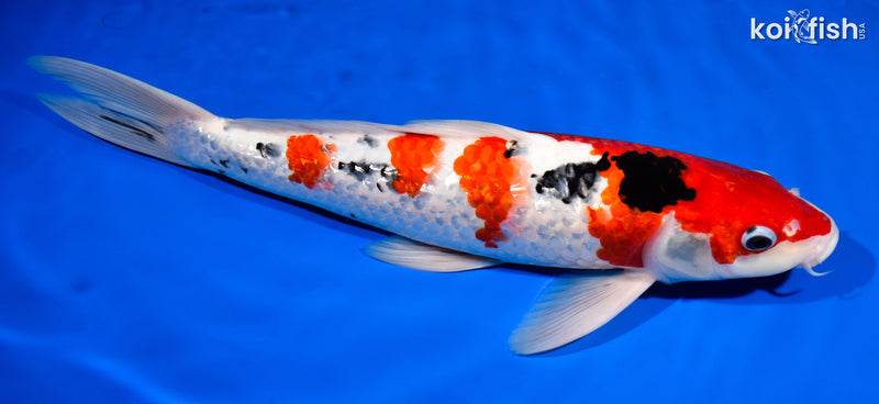 14.5" GINRIN SANKE