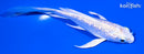 4.5" GINRIN PLATINUM OGON BUTTERFLY