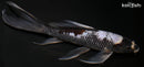 8.5" BENI MATSUKAWABAKE BUTTERFLY