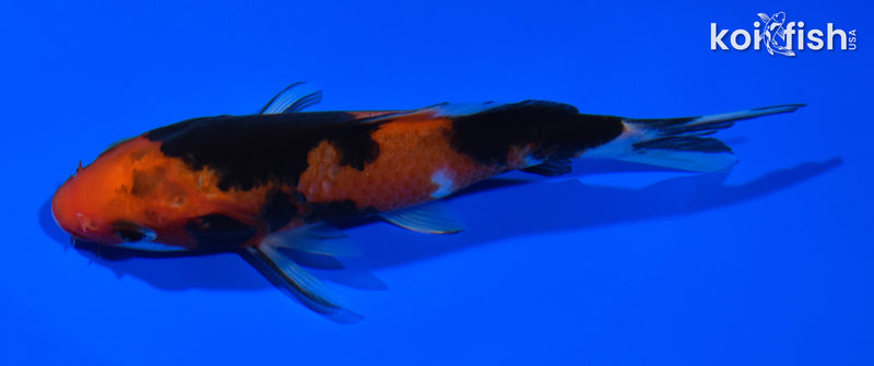5.5" AKA SANKE