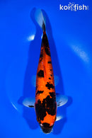 10.25" GINRIN HI SHOWA