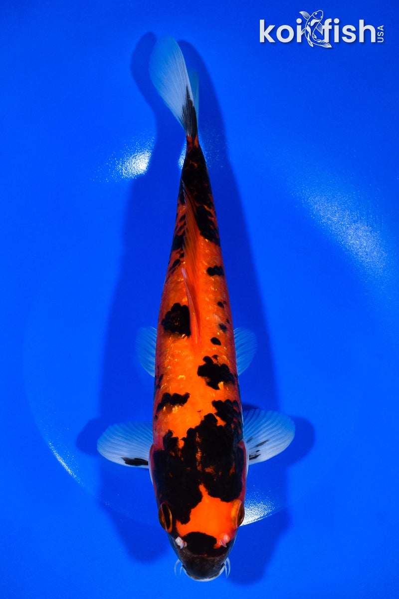 10.25" GINRIN HI SHOWA