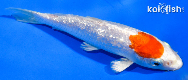 5" GINRIN HARIWAKE