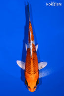 5.5" KUJAKU