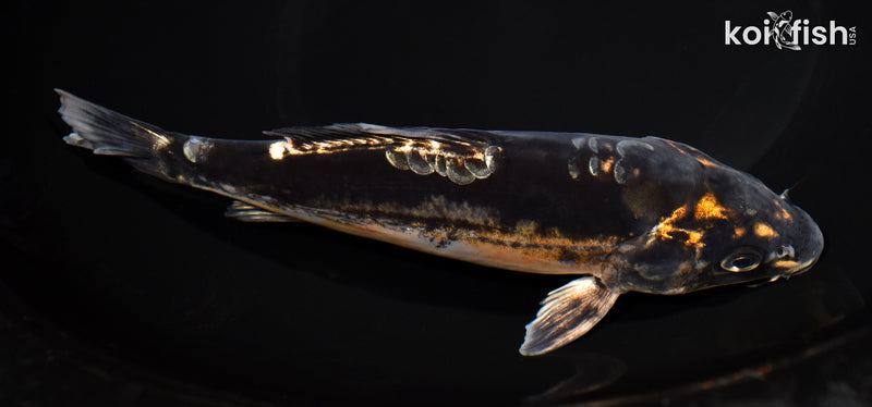 7.5" BENI KIKOKURYU