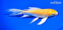 6.5" YAMABUKI OGON BUTTERFLY