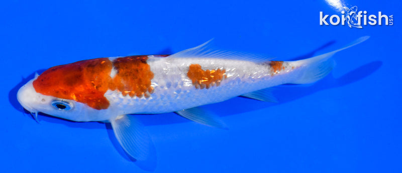 5" GINRIN GOROMO