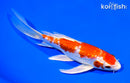 7" GINRIN HARIWAKE BUTTERFLY