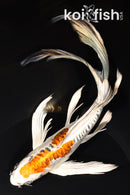 8.5" DOITSU KUJAKU BUTTERFLY