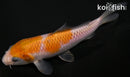 5.5" OCHIBA SHIGURE