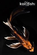 9.75" ARAGOKE ORENJI MATSUBA BUTTERFLY