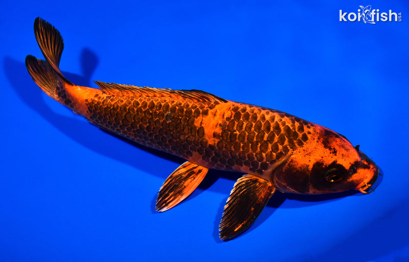 11" KIN HI UTSURI