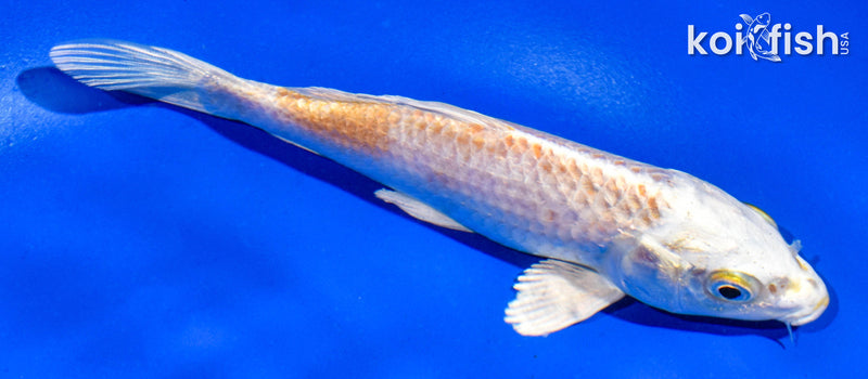 5" HARIWAKE