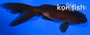 4.25" WATONAI GOLDFISH