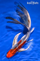 9" KUJAKU BUTTERFLY