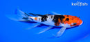 7" GINRIN SANKE BUTTERFLY