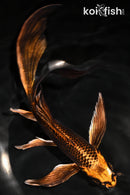 8.25" KIN ORENJI MATSUBA BUTTERFLY