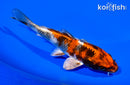 5.75" KIN SHOWA