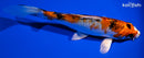 5.5" YAMATO NISHIKI