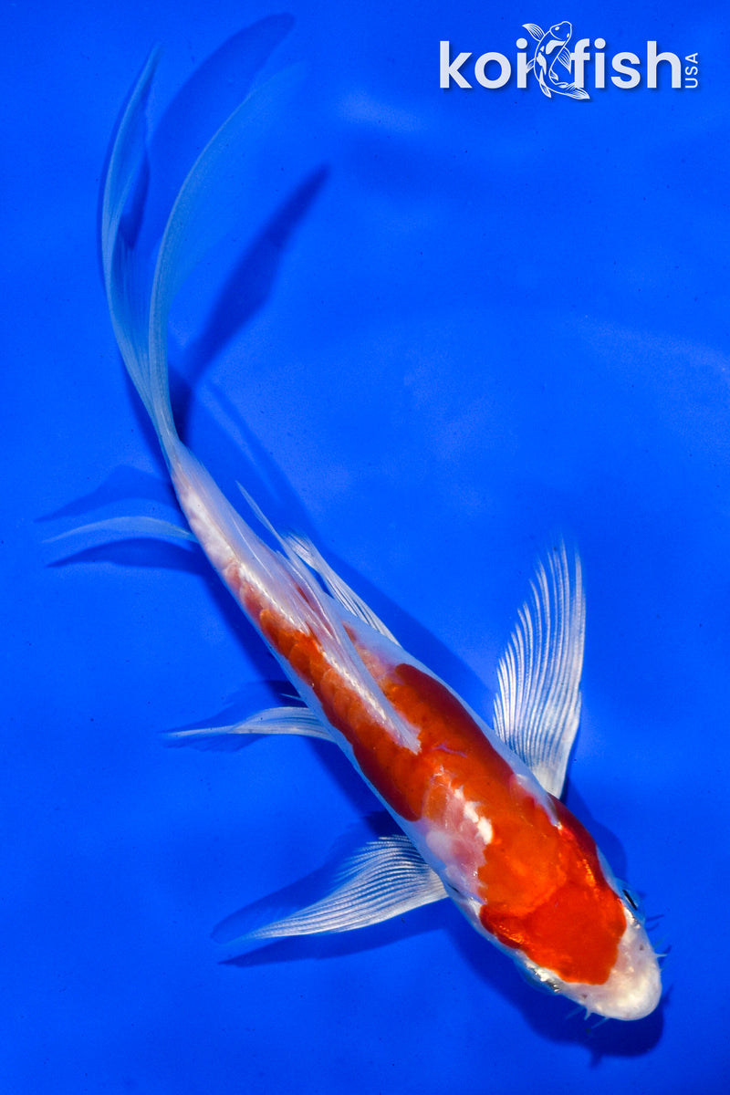 5" KIKUSUI BUTTERFLY