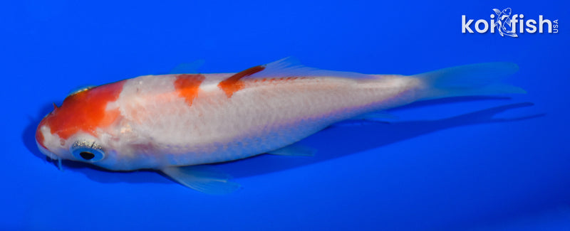3.5" KOHAKU