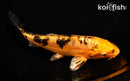 6.75" DOITSU KIN ORENJI BEKKO