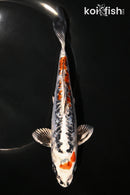 7.25" BENI KIKOKURYU