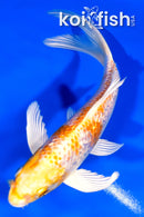 5.75" GINRIN LEMON HARIWAKE BUTTERFLY