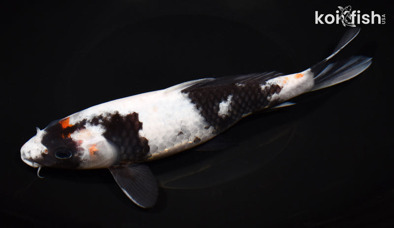 8.5" SHIRO UTSURI