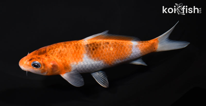 5.25" GOROMO