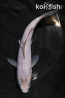 6.5" SORAGOI