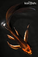 8.75" ORENJI MATSUBA BUTTERFLY
