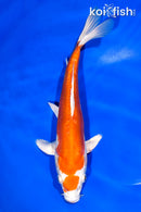 11" KIKUSUI