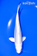 6.75" DOITSU PLATINUM OGON