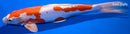 12.5" KIKUSUI