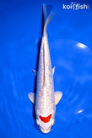9.75" GINRIN TANCHO HARIWAKE