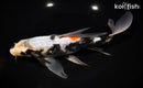 9.25" GINRIN BENI MATSUKAWABAKE BUTTERFLY