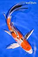 9" YAMATO NISHIKI BUTTERFLY