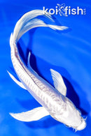 7.5" ARAGOKE PLATINUM OGON BUTTERFLY